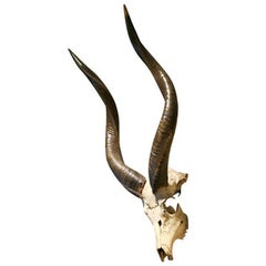 Kudu-Montierung