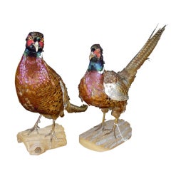 Two Taxidermy Pheasants Monted On Wood Bases