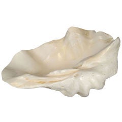 Antique Monumental Clam Shell