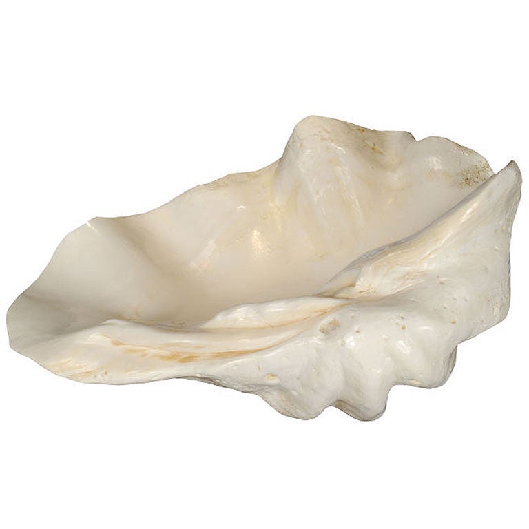Monumental Clam Shell