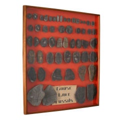 Collection of Fossils From Goose Lake