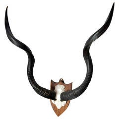 Pair of Large Mounted Antelope Horns