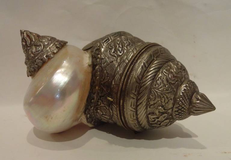 Nautilus Shell Cup Candleholder
