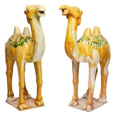 Pair Sancai-Glazed Camels