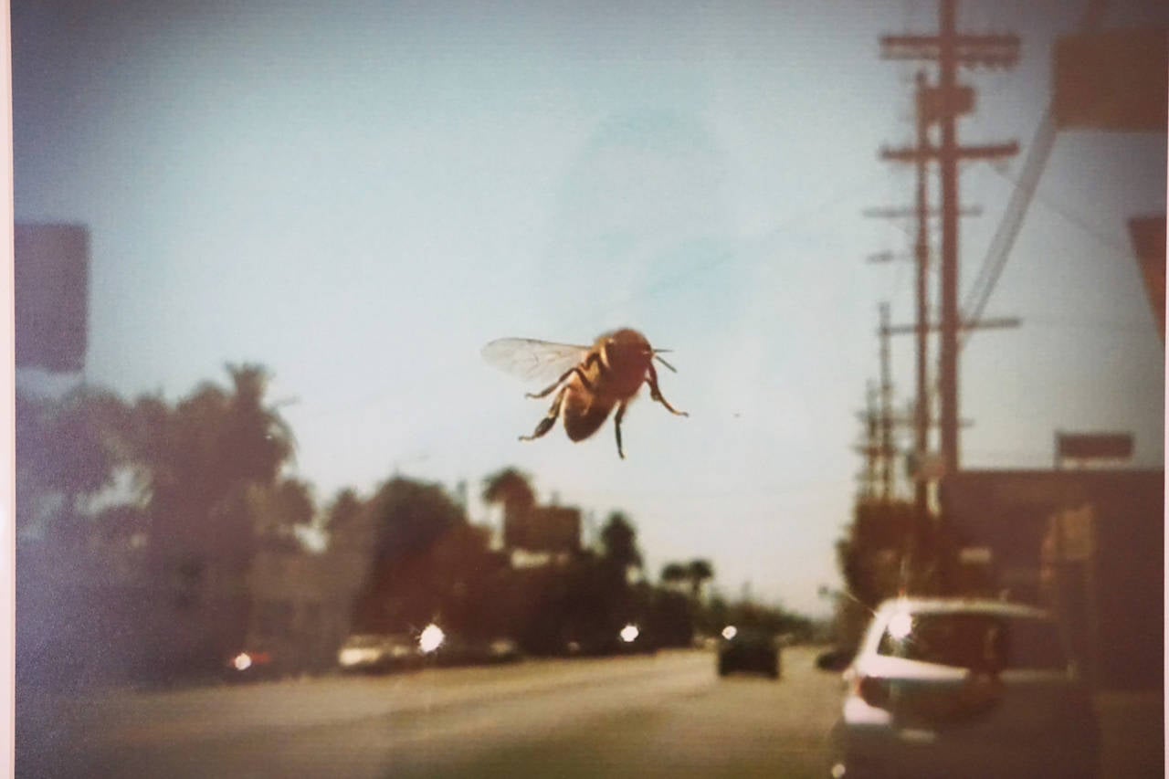 Bee in flight by Jorge Marien.

Cell phone shot of bee on windshield in West Adams (2013c)
Part of a permanent installation at NatureLab at the Natural History Museum in Los Angeles 
Archival pigment print
paper 22x17 / image 13 x 17 
Artist