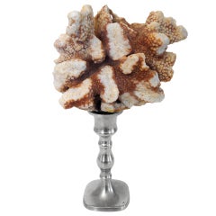 Decorative Coral 