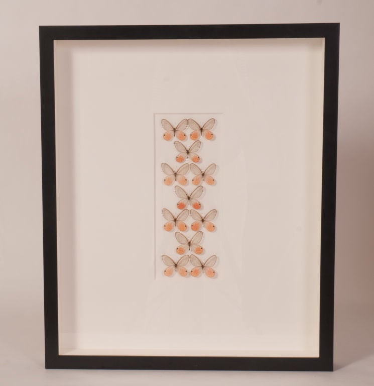 Framed Butterflies in a Shadowbox