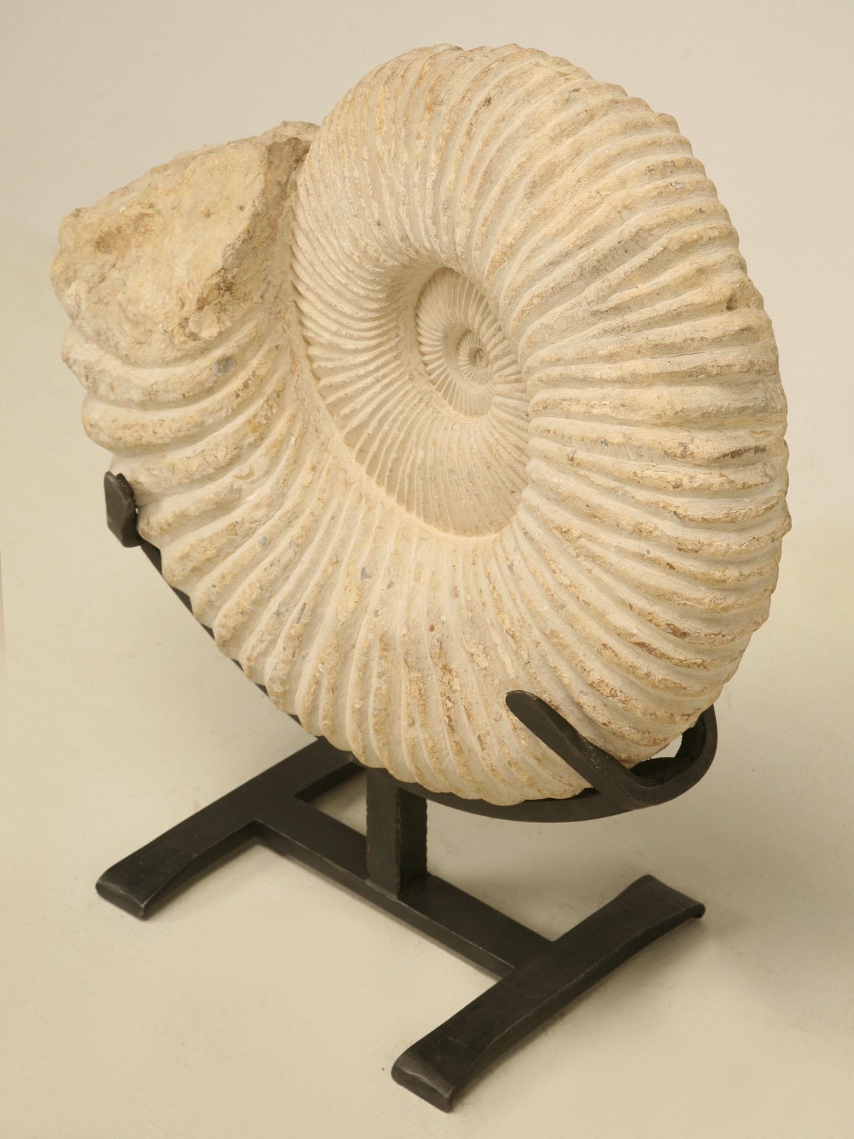 Ammonites are invertebrates and extinct members of the subclass Ammonoidea, class Cephalopoda. Ammonites began appearing during the Middle Devonian period about 400 million years ago that were mollusks, with shells that were tightly coiled on a
