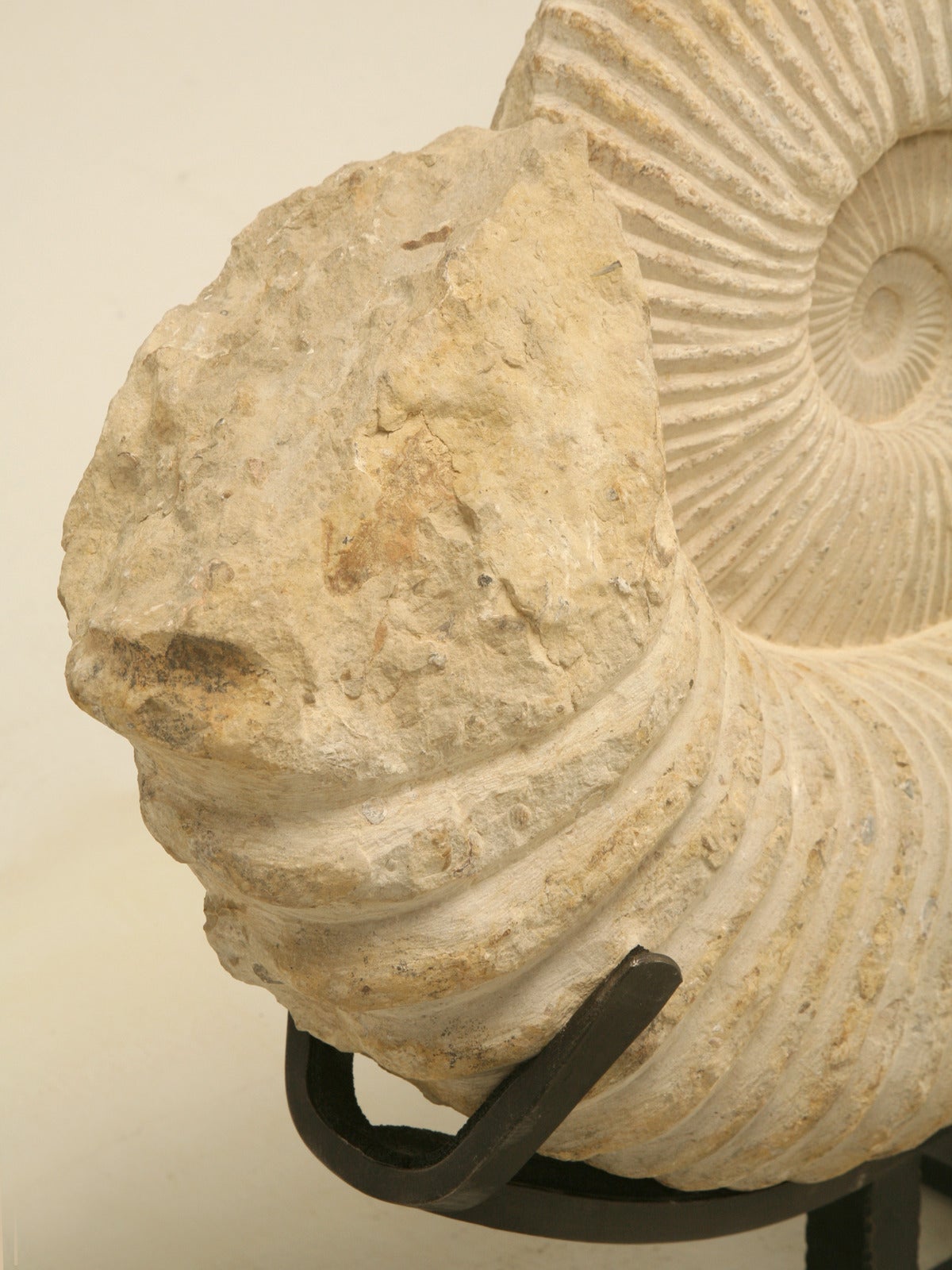 18th Century and Earlier Ammonite Fossil from Morocco