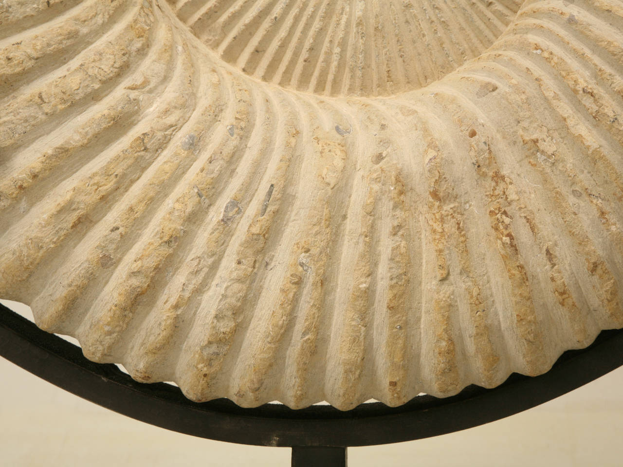 Ammonite Fossil from Morocco 2