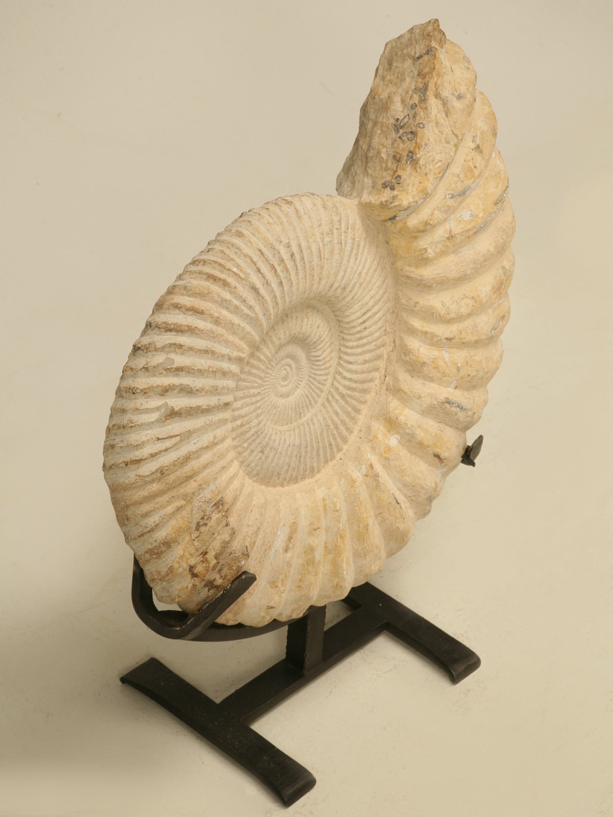 Ammonites are invertebrates and extinct members of the subclass Ammonoidea, class Cephalopoda. Ammonites began appearing during the Middle Devonian period about 400 million years ago that were mollusks, with shells that were tightly coiled on a