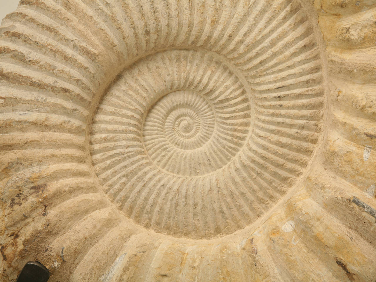 Moroccan Ammonite Fossil from Morocco