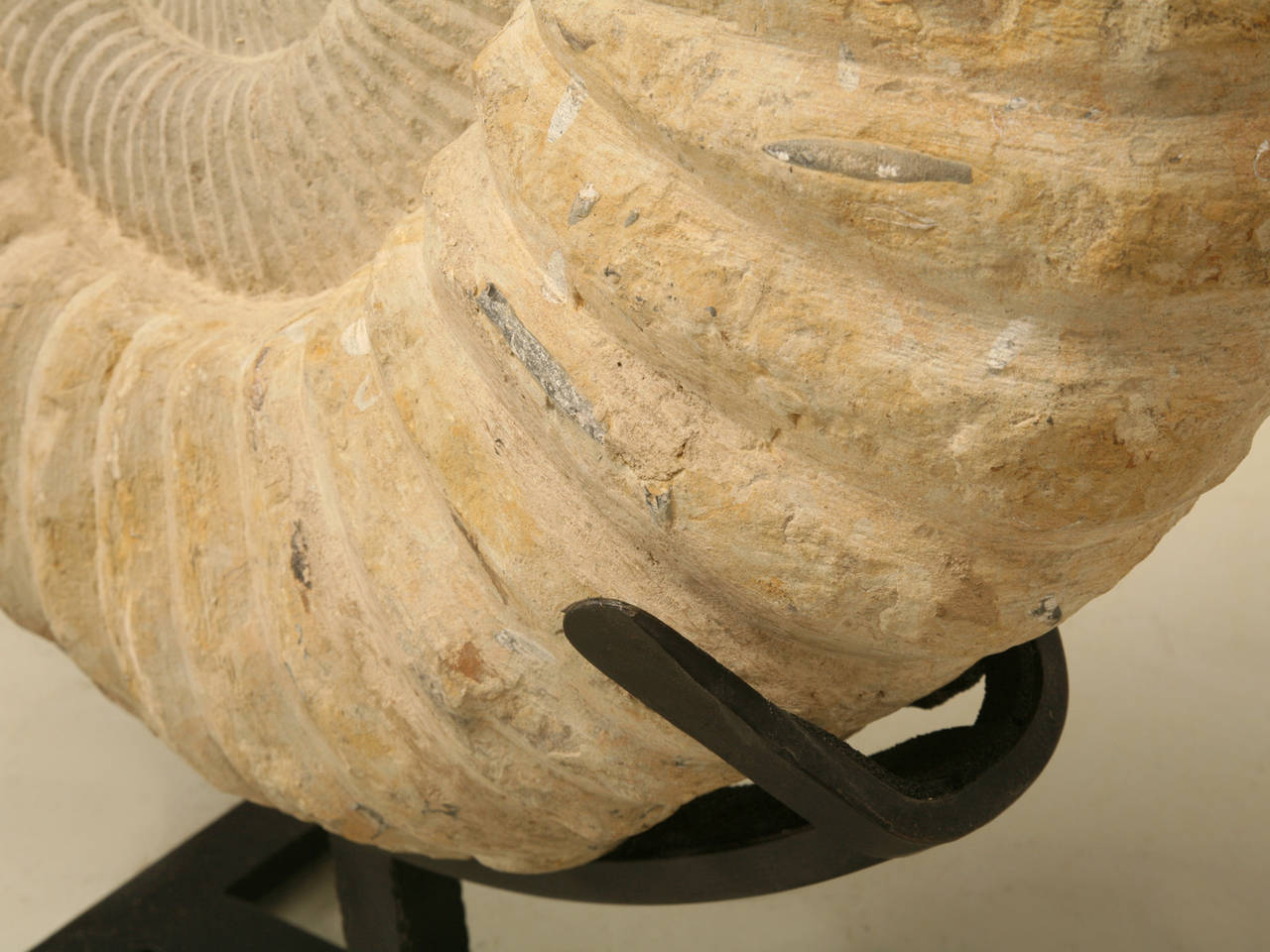 Ammonite Fossil from Morocco In Excellent Condition In Chicago, IL