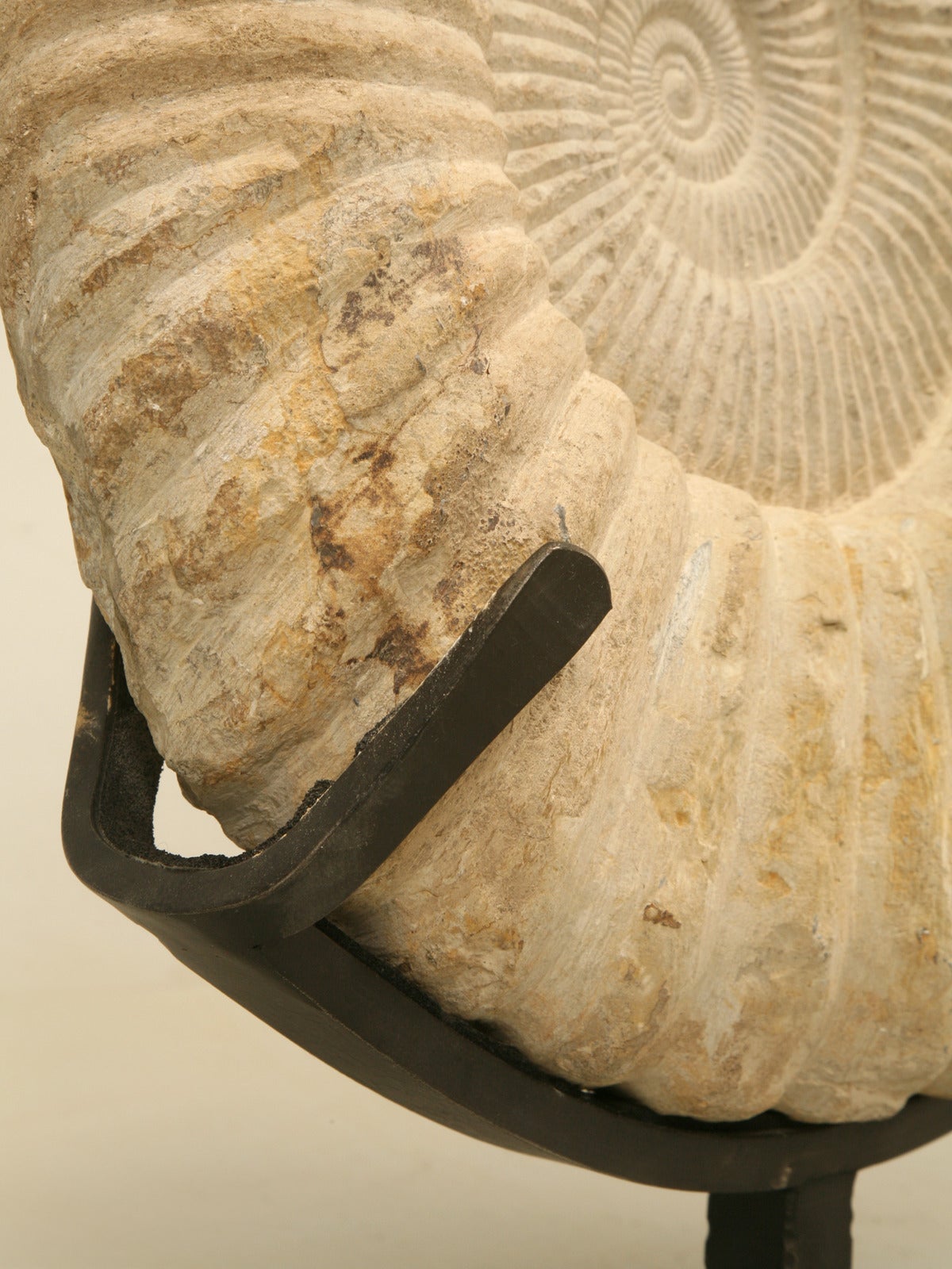 18th Century and Earlier Ammonite Fossil from Morocco