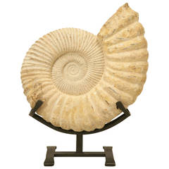 Ammonite Fossil from Morocco