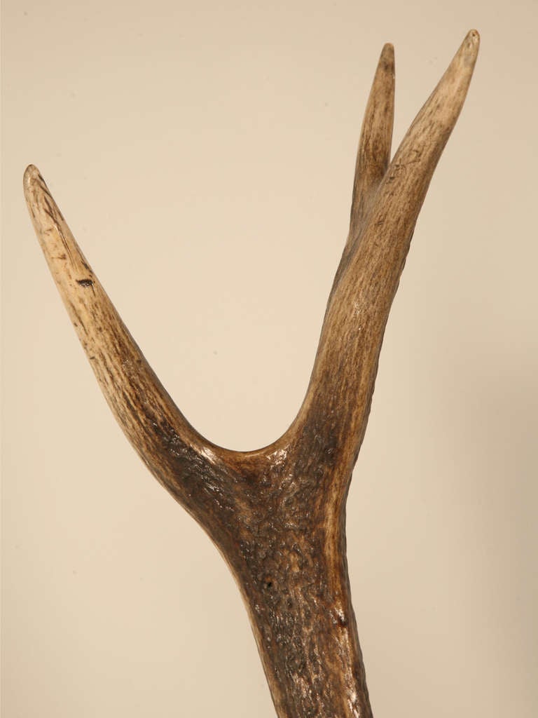 iron buck antler mount