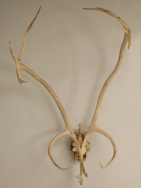 Extra large American Caribou antlers from Alaska. Perfect decorations indoors or out with their nature inspired organic vibe. Awesome as they are, or utilize them to create a chandelier, lamp, hall tree, or ???