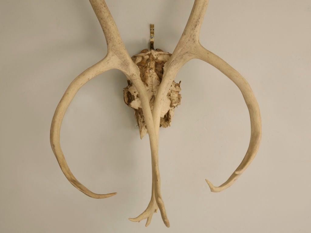 Incredible Very Large Authentic American Alaskan Caribou Antlers In Good Condition In Chicago, IL