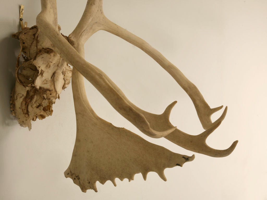 Incredible Very Large Authentic American Alaskan Caribou Antlers 1