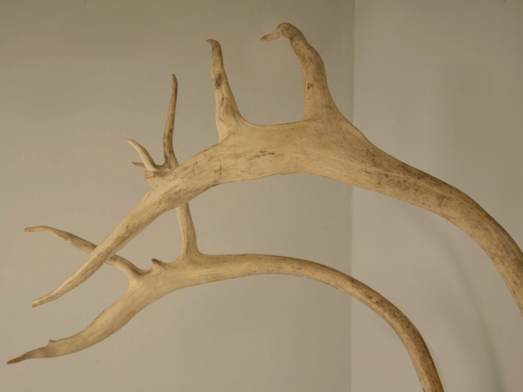 Incredible Very Large Authentic American Alaskan Caribou Antlers 5