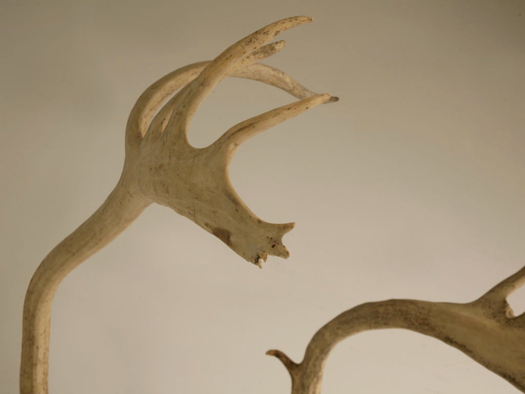 Incredible Very Large Authentic American Alaskan Caribou Antlers 6