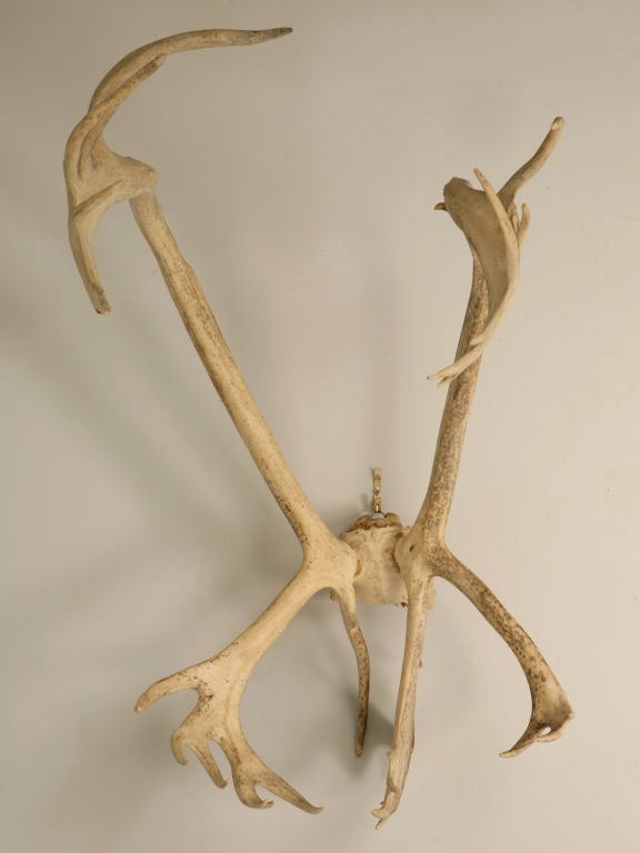 Extra large American Caribou antlers from Alaska. Perfect decorations indoors or out with their nature inspired organic vibe. Awesome as they are, or utilize them to create a chandelier, lamp, hall tree, or ???