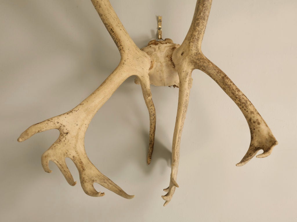 Incredible Very Large Authentic American Alaskan Caribou Antlers In Good Condition In Chicago, IL