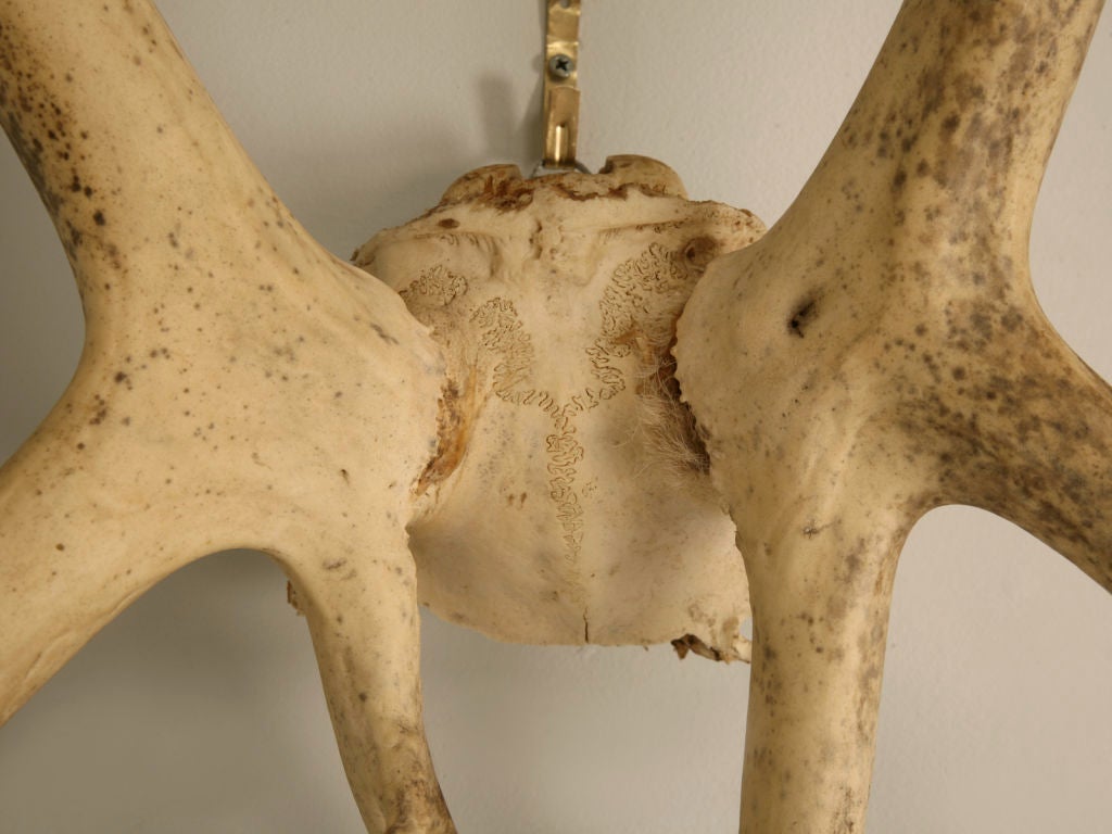 20th Century Incredible Very Large Authentic American Alaskan Caribou Antlers