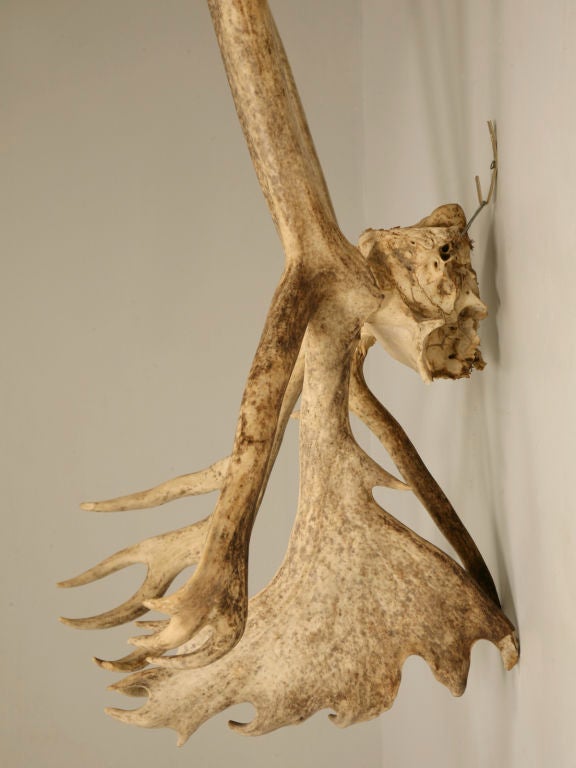 Incredible Very Large Authentic American Alaskan Caribou Antlers 1