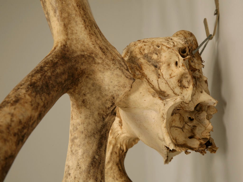 Incredible Very Large Authentic American Alaskan Caribou Antlers 2