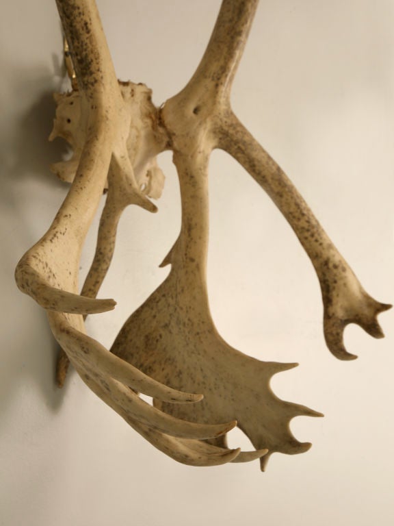Incredible Very Large Authentic American Alaskan Caribou Antlers 3