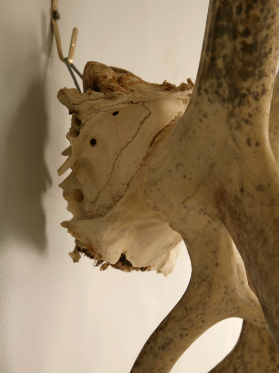 Incredible Very Large Authentic American Alaskan Caribou Antlers 4