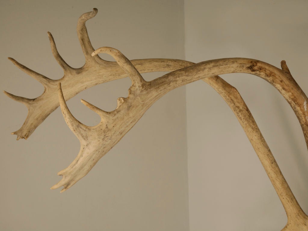 Incredible Very Large Authentic American Alaskan Caribou Antlers 5