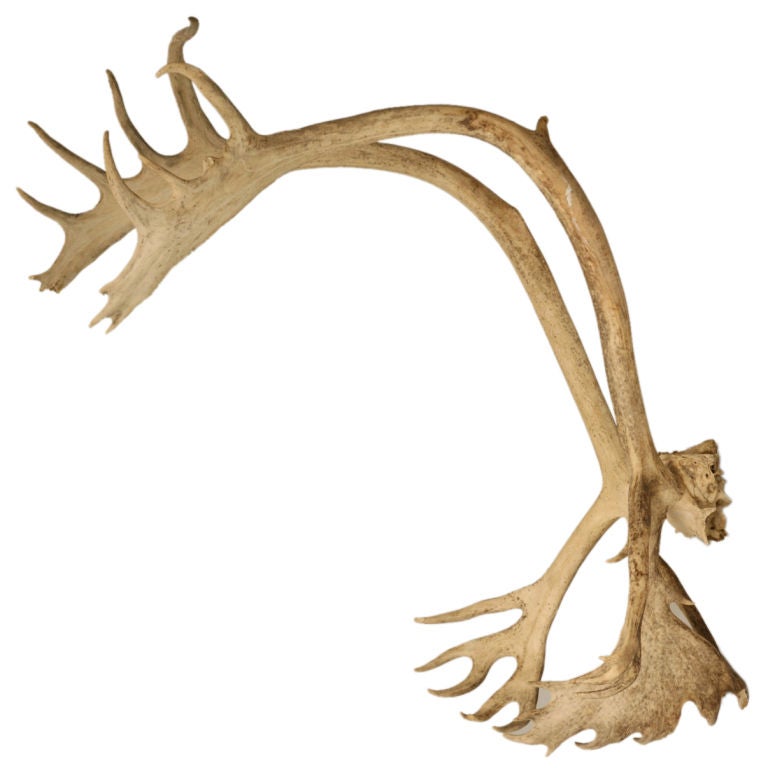 Incredible Very Large Authentic American Alaskan Caribou Antlers