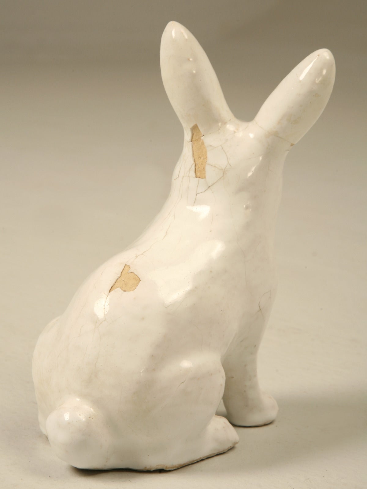 Rabbit from Normandy, France 3