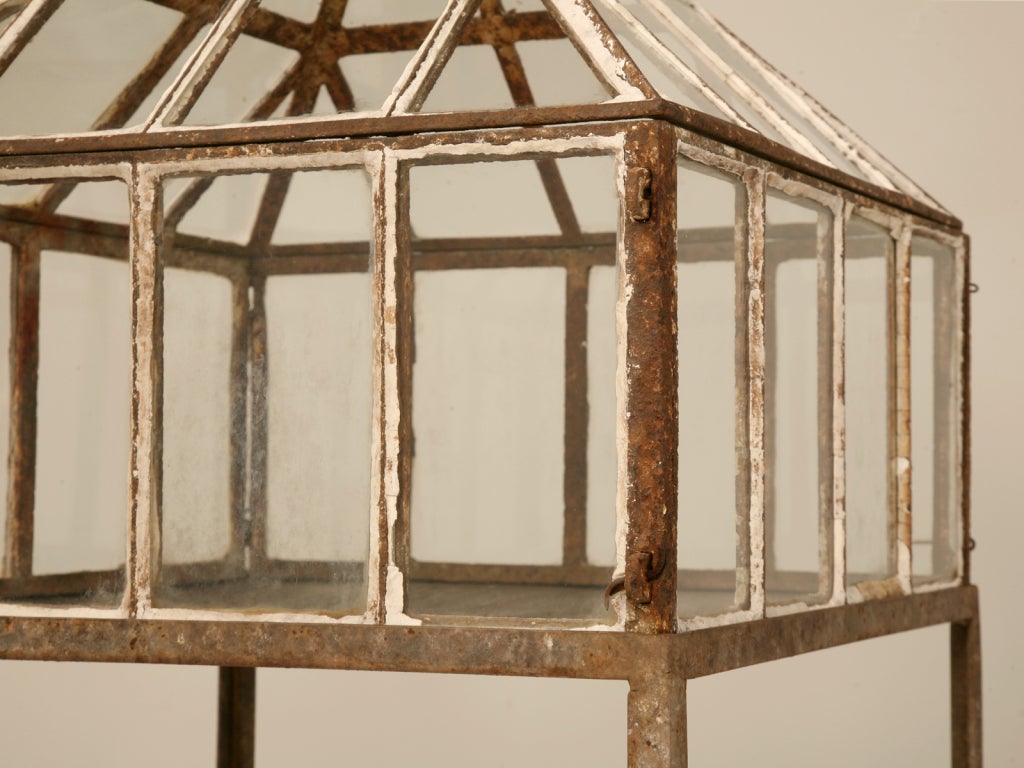 Glazed Antique English Cloche/Seedlng Starter/Terrarium on Stand 1