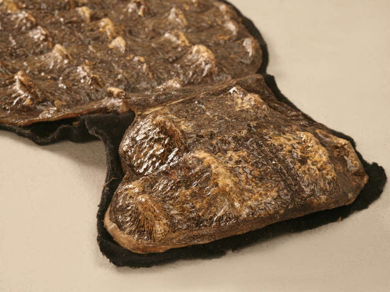 Genuine Authentic Nile Crocodile Skin w/Expert Felt Backing