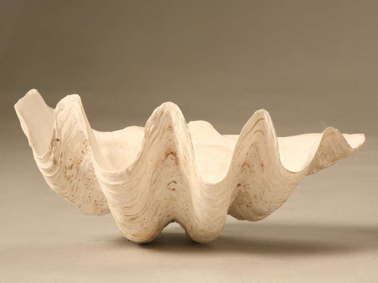 Authentic original giant clam shell from the sea, not inhumanely raised on a farm. This nice specimen seashell has been part of a dealers personal collection for some time. Perfect utilized as a unique and stellar sink basin, a stylish buffet