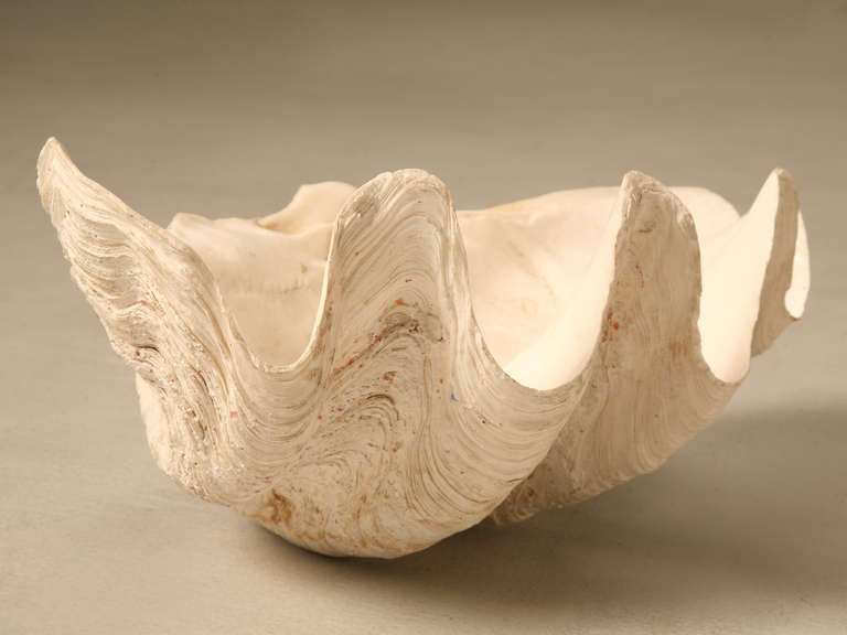 Prehistoric Giant Original Natural & Authentic Clam Seashell Bowl, Basin or Planter