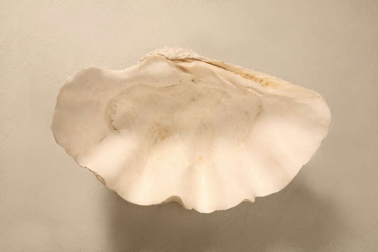 Unknown Giant Original Natural & Authentic Clam Seashell Bowl, Basin or Planter
