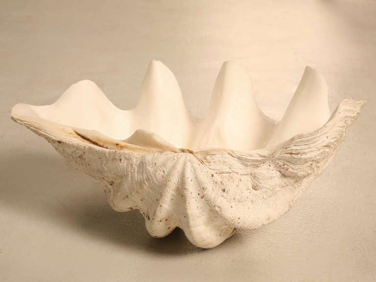 Giant Original Natural & Authentic Clam Seashell Bowl, Basin or Planter In Good Condition In Chicago, IL