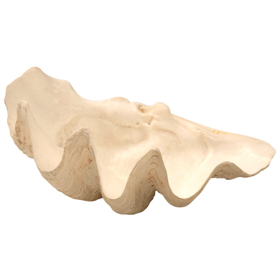 Giant Original Natural & Authentic Clam Seashell Bowl, Basin or Planter