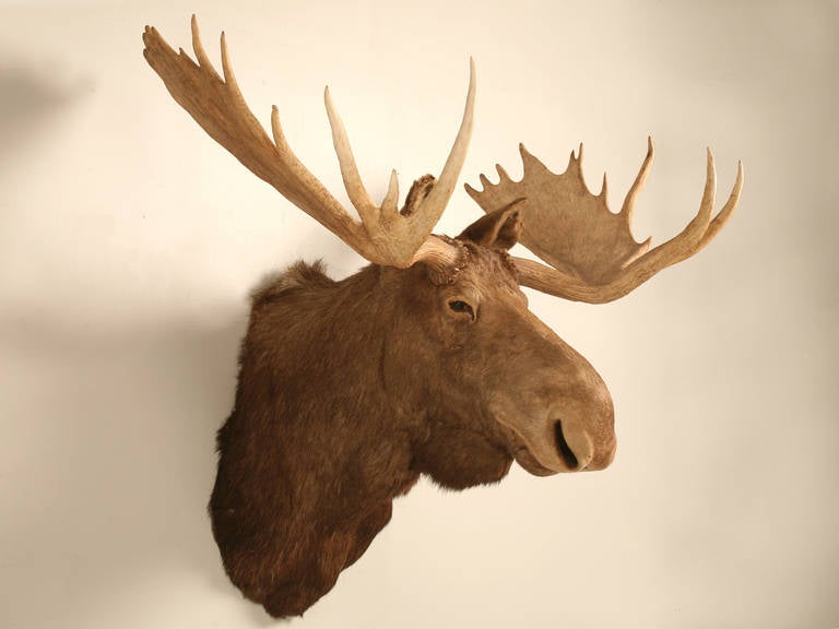 Shoulder mount bull moose with a huge over 58
