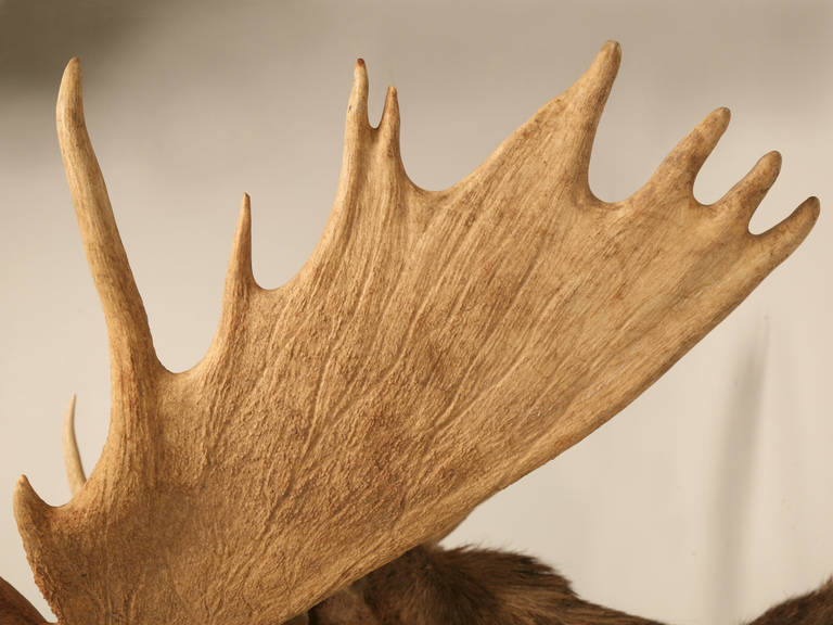 moose antler width