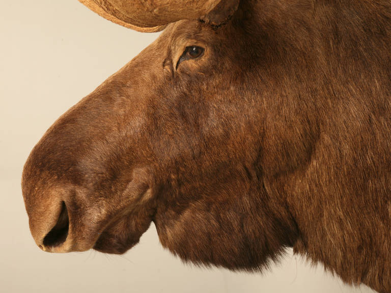 American Shoulder Mount Trophy Bull Moose with Antler Spread, circa 1930s