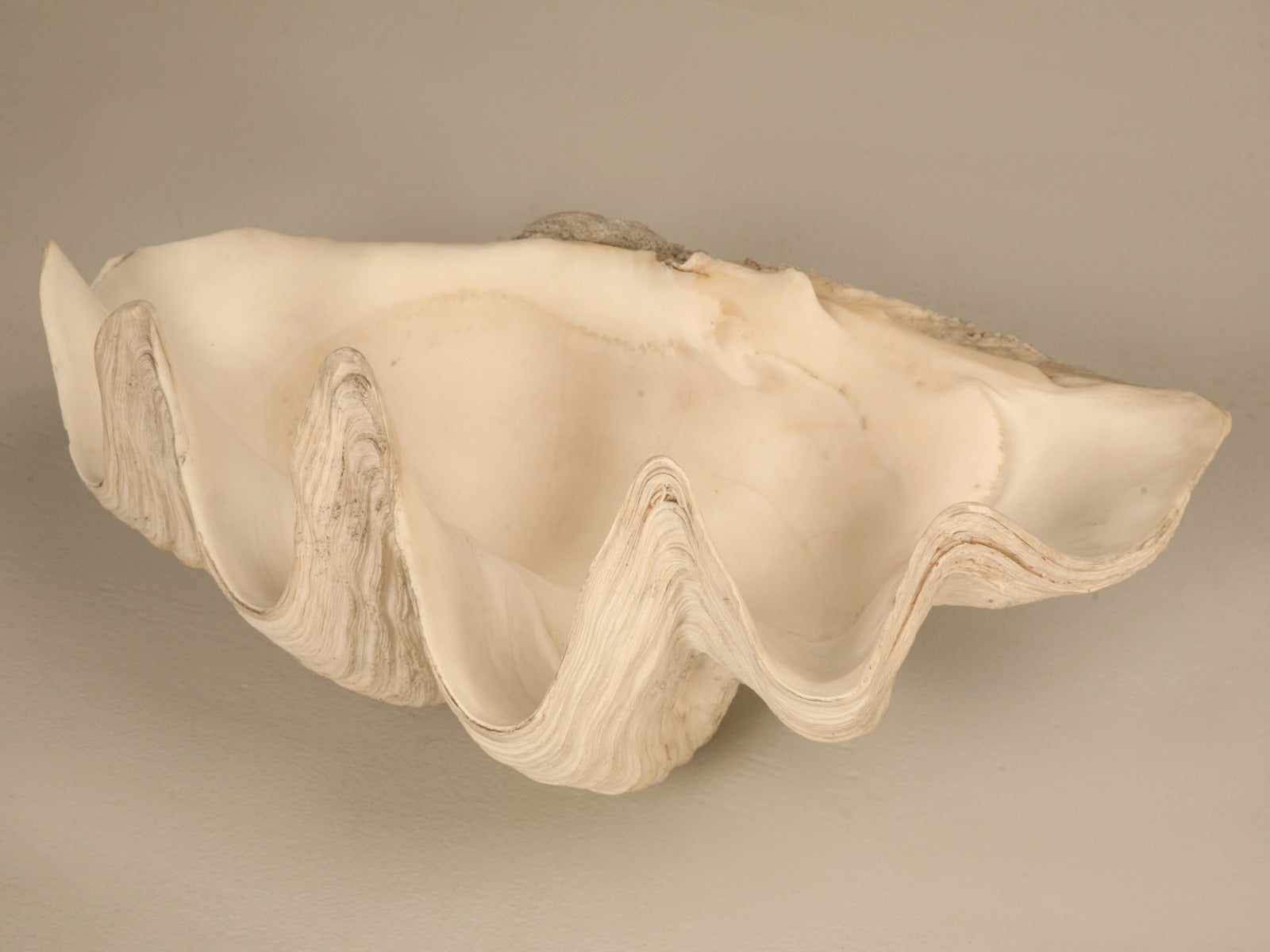 Sculptural Basin Sized Natural Seashell Specimen