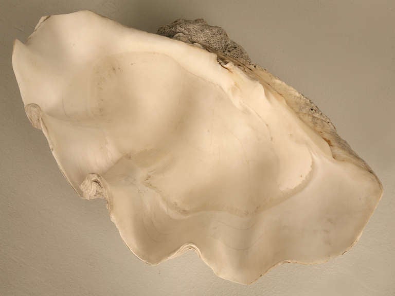 This sculptural, basin-sized natural seashell once belonged to a Tridacna gigas -or giant clam. These ancient, century-old clams are today nearly extinct and large vintage shells in pristine original condition such as the one you see here are