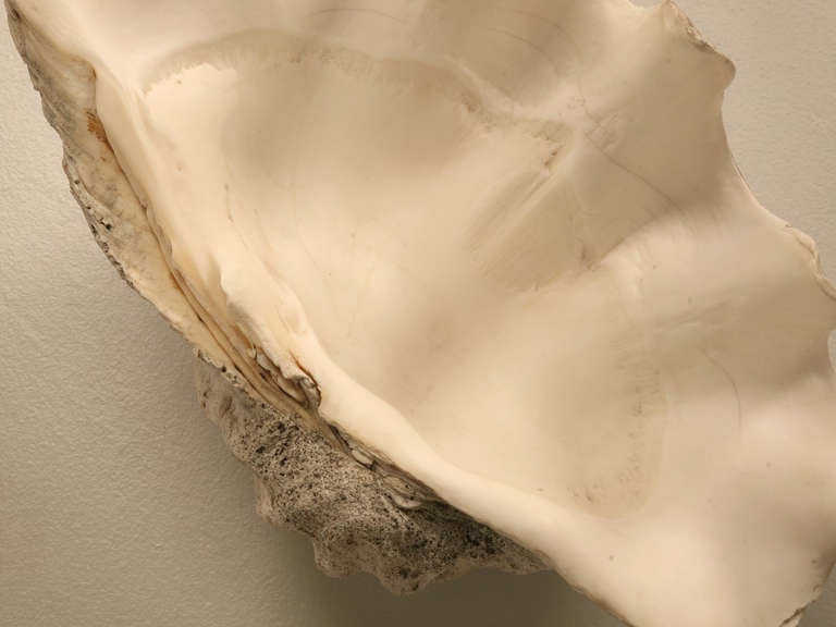Prehistoric Sculptural Basin Sized Natural Seashell Specimen