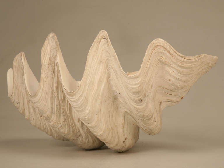 Unknown Sculptural Basin Sized Natural Seashell Specimen