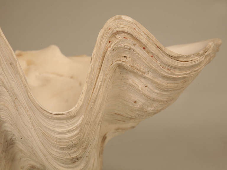 Sculptural Basin Sized Natural Seashell Specimen In Good Condition In Chicago, IL